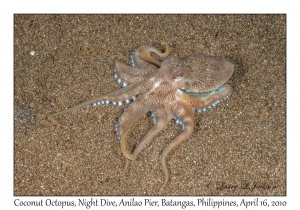 Coconut Octopus