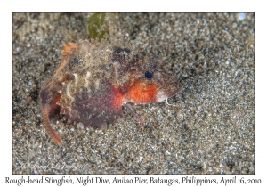 Rough-head Stingfish