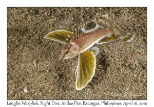 Longfin Waspfish