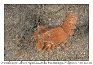 Oriental Slipper Lobster