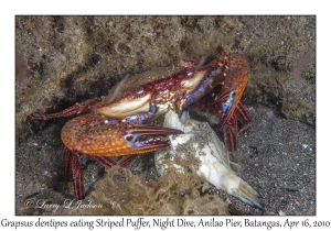 Swimming Crab eating Striped Puffer