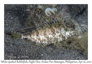 White-spotted Rabbitfish