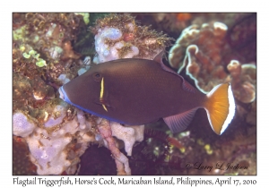 Flagtail Triggerfish