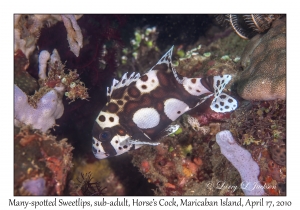 Many-spotted Sweetlips