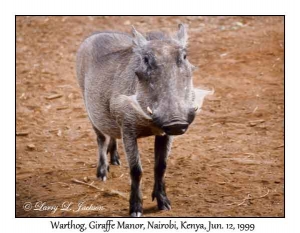 Warthog