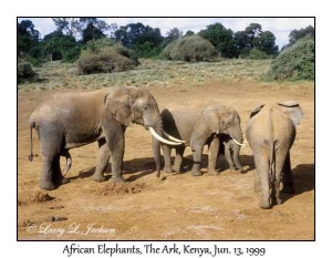 African Elephants