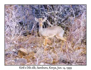 Kirk's Dik-dik