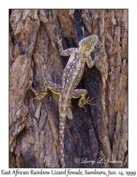 East African Rainbow Lizard, female