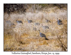 Vulturine Guineafowl