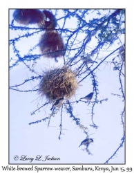 White-browed Sparrow-weavers & nests