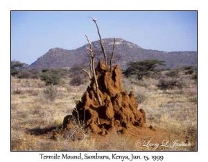 Termite Mound