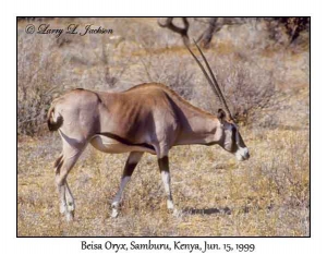 Beisa Oryx