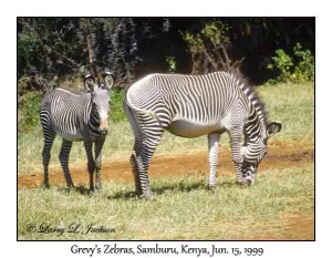 Grevy's Zebra