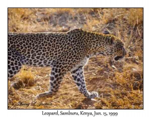 Female Leopard