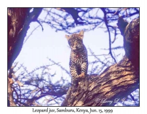 Leopard, juvenile