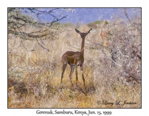 Gerenuk, female