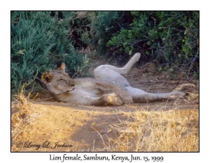 Lion, female