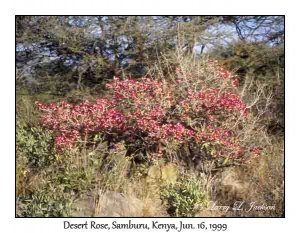 Desert Rose