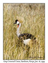 Gray Crowned Crane