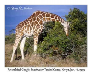 Reticulated Giraffes