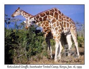 Reticulated Giraffes