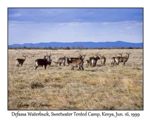 Defassa Waterbuck