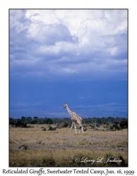 Reticulated Giraffe