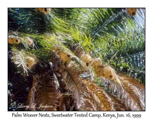 Palm Weaver Nests