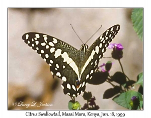 Citrus Swallowtail