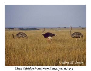 Masai Ostriches