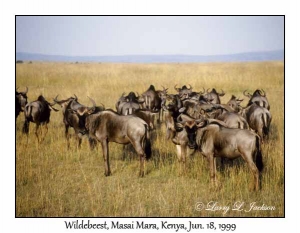 Wildebeest