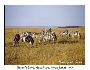 Plains Zebra