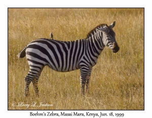 Plains Zebra