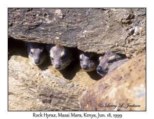 Rock Hyrax