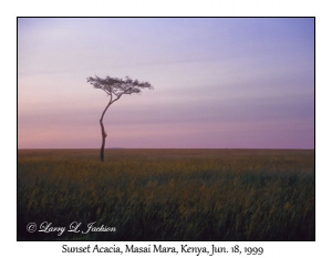 Sunset Acacia