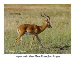 Impala, male