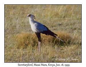 Secretarybird