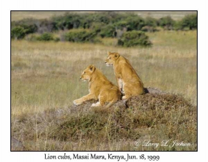 African Lion cubs