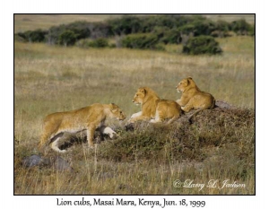 Lion cubs