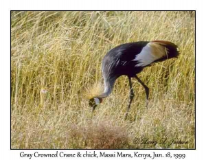 Crowned Crane & chick