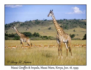 Masai Giraffes & Impala
