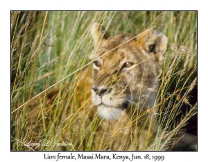 Lion, female