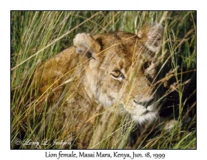 Lion, female