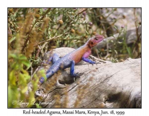 Red-headed Agama, male