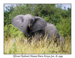 African Elephant