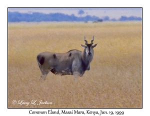 Common Eland