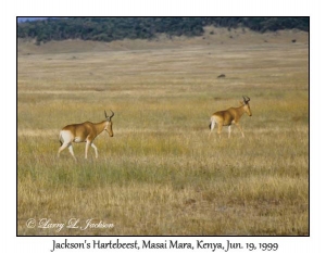 Jackson's Hartebeest