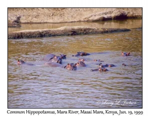 Hippopotamus