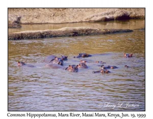 Hippopotamus