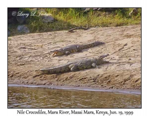 Nile Crocodiles